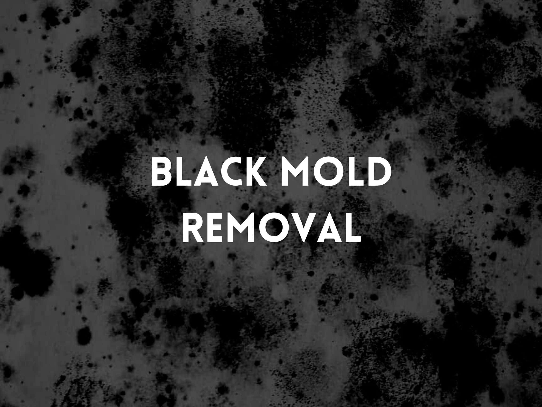 Understanding Black Mold Growth on Walls and How To Get Rid of It