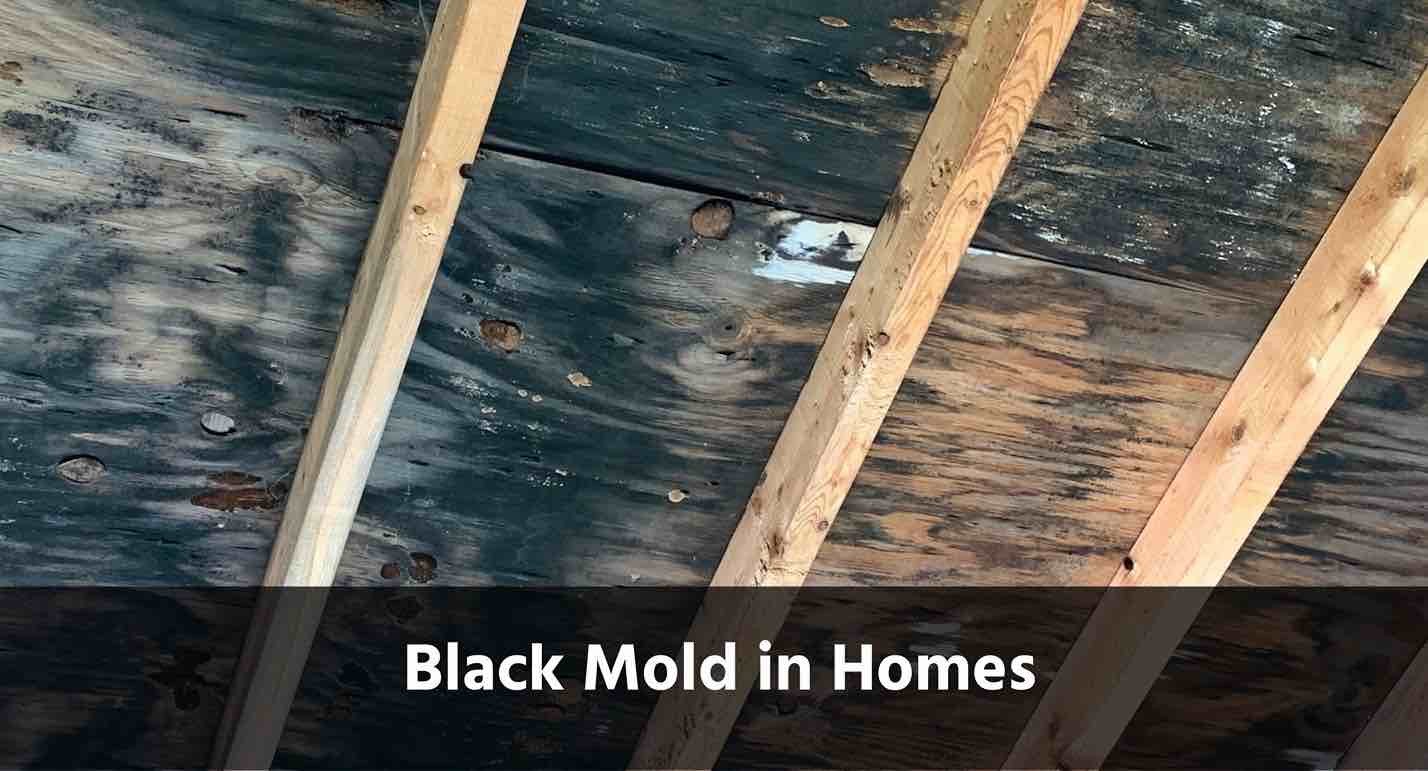 Can I Stay in My House With Black Mold?