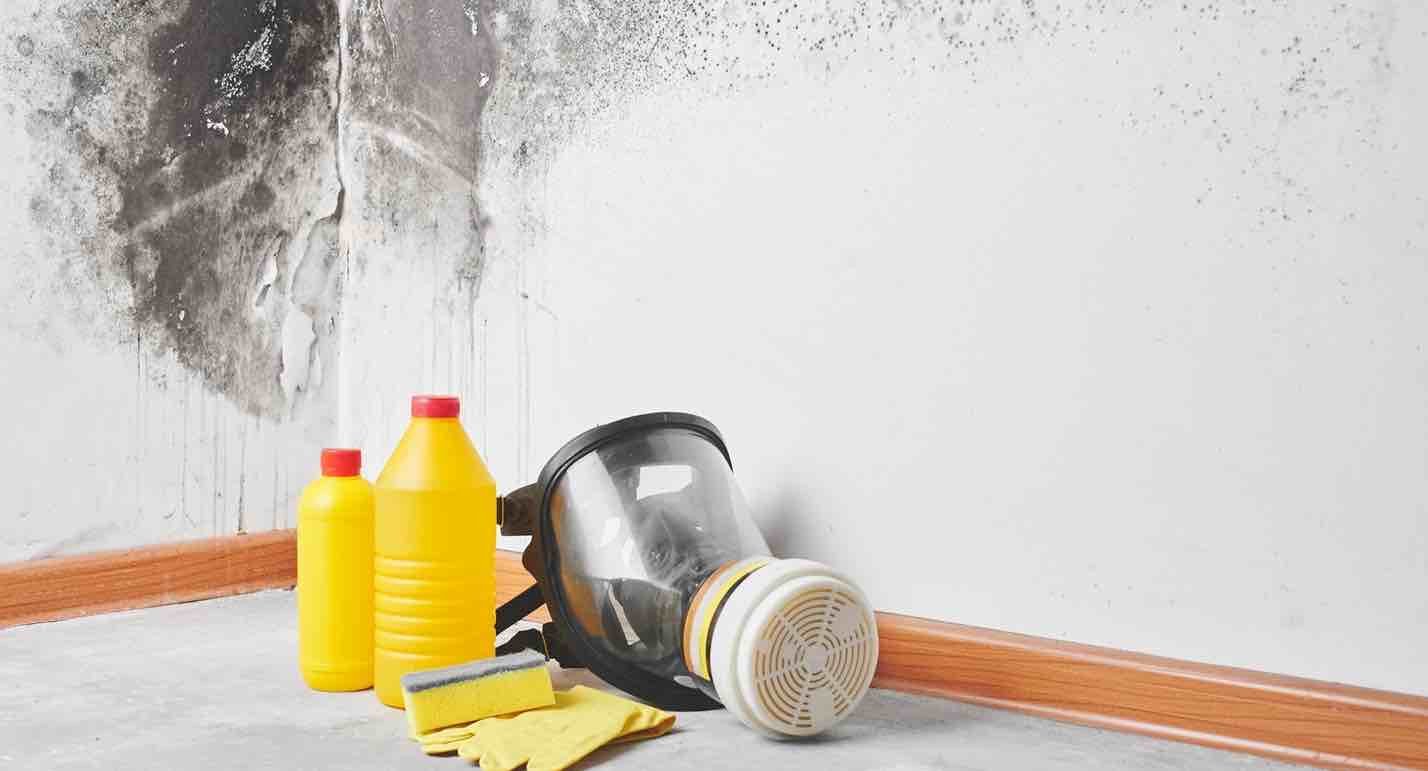 finding toxic mold