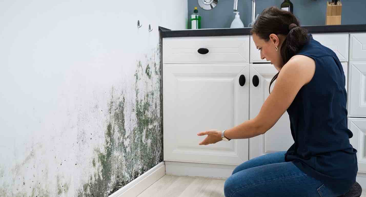 mold remover