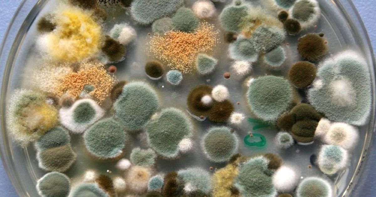 types of mold in crawl space