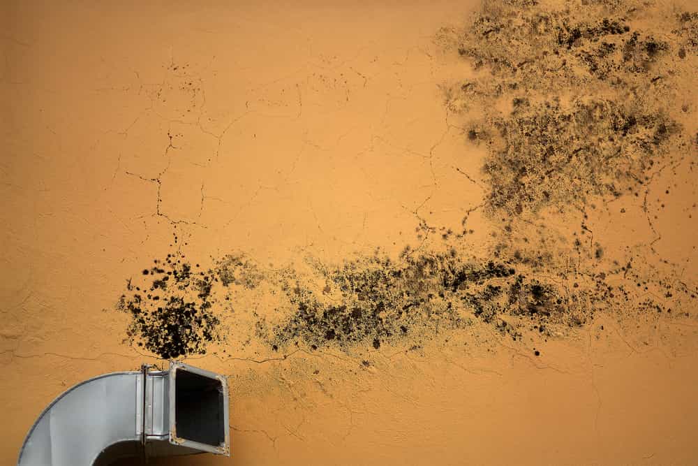signs of mold in hvac