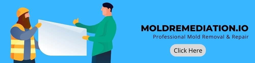 killing mold in basements