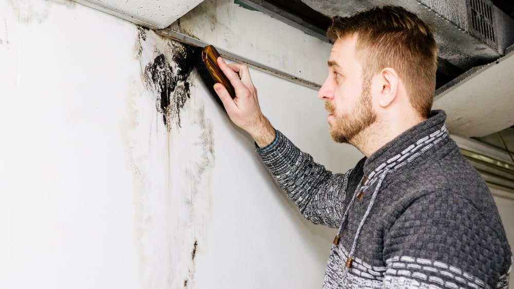 man removes black mold on basement wall