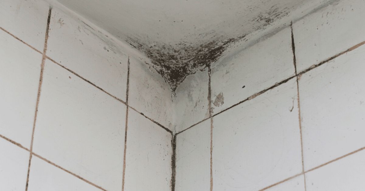 black mold on bathroom ceiling