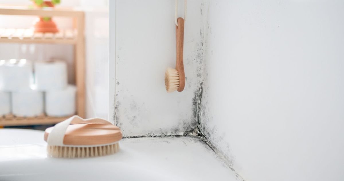 diy mold removal process vinegar