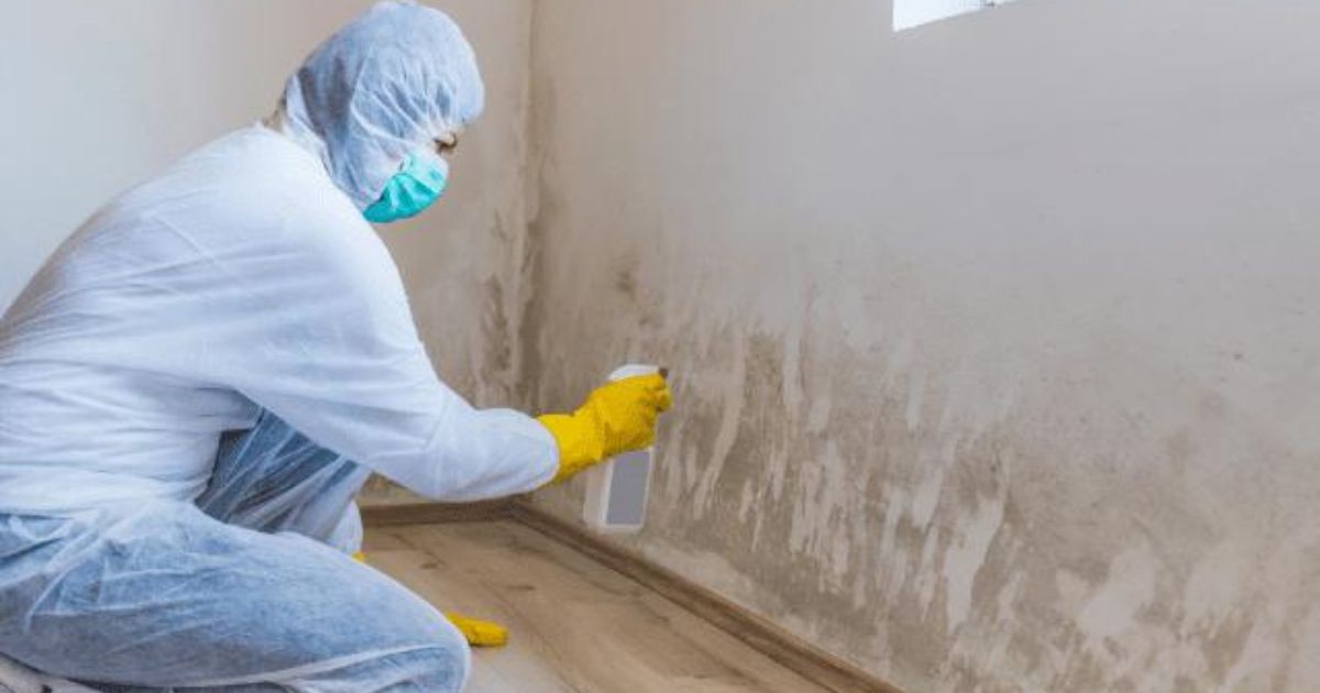 professional black mold remover