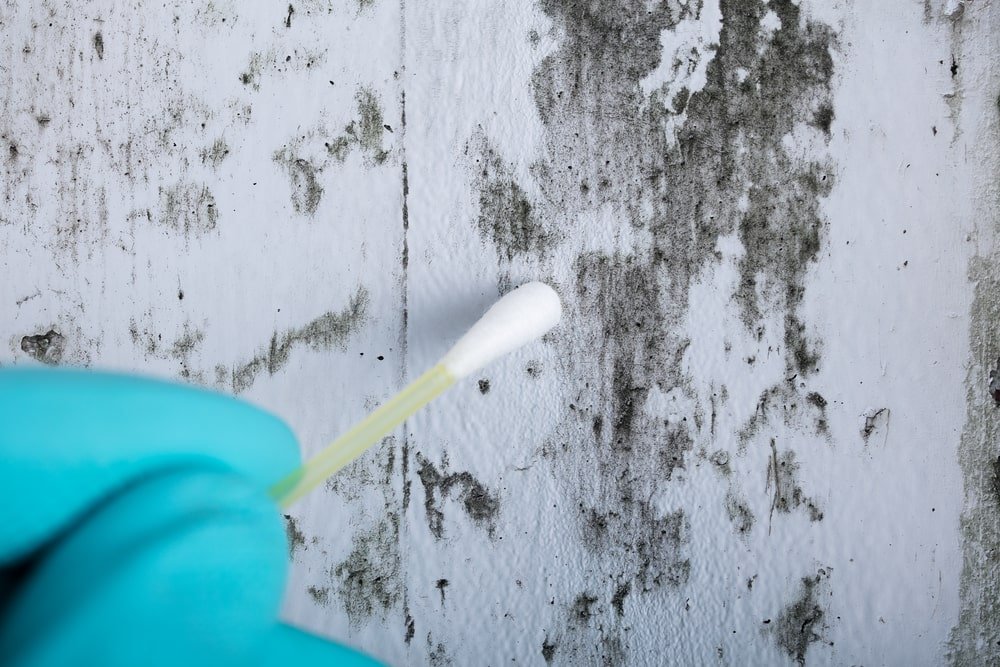 popular home mold test