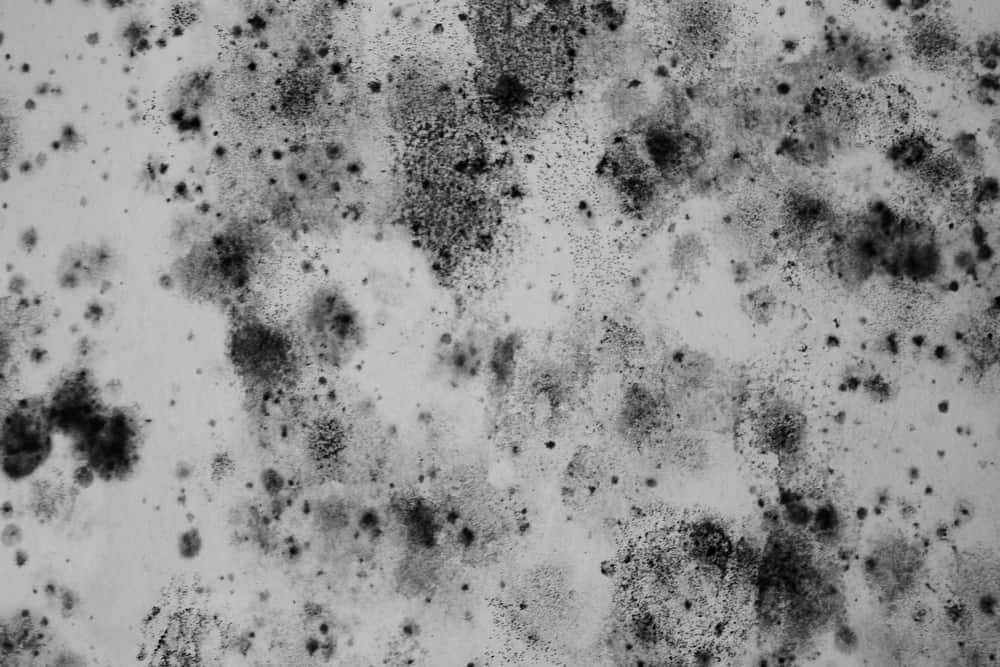 understanding mold remediation