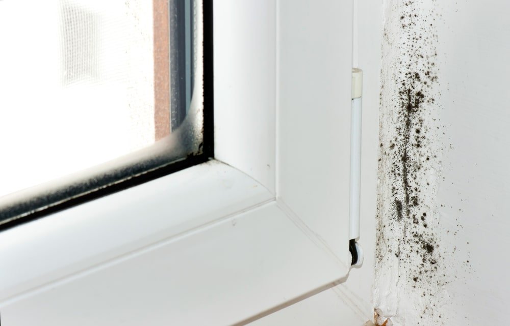 mold test in apartment
