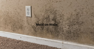 black mold on walls