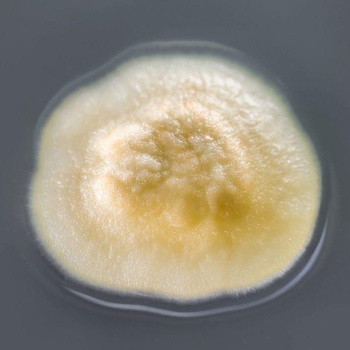 toxic acremonium mold