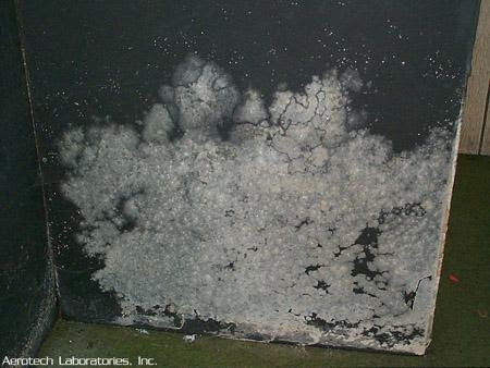 toxic chaetomium mold