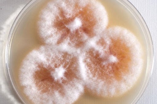 toxic fusarium mold