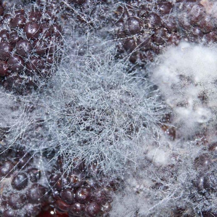 toxic mucor molds