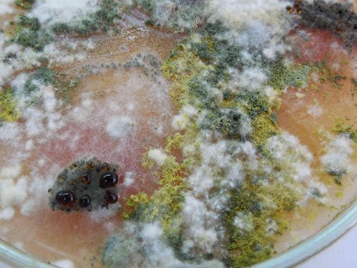 toxic trichoderma mold