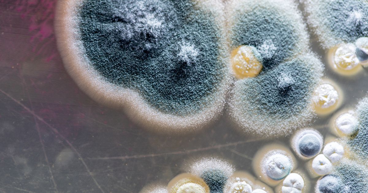 species of mold