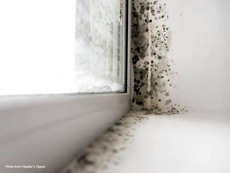 black-mold-on-wall