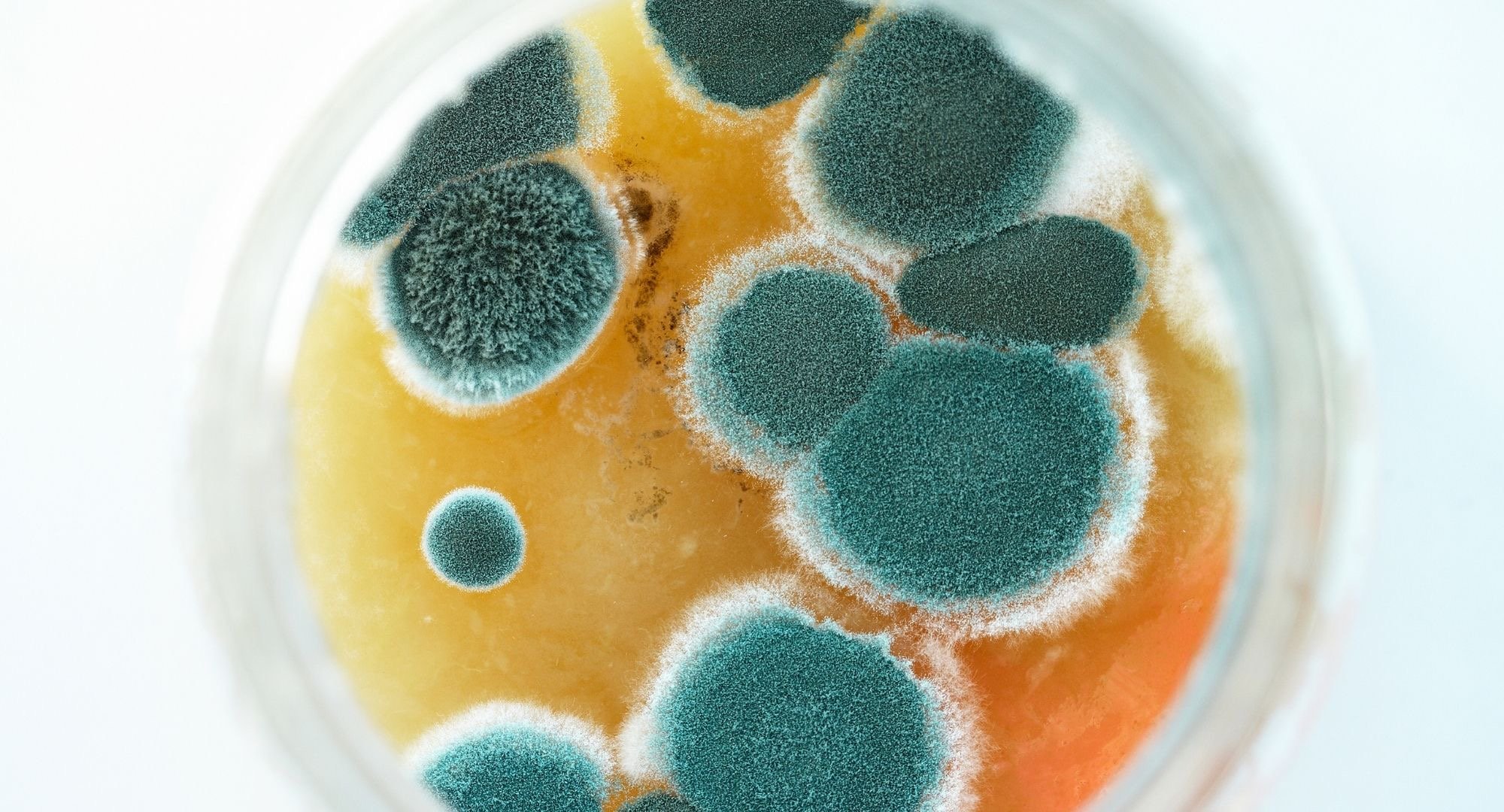 what is mold