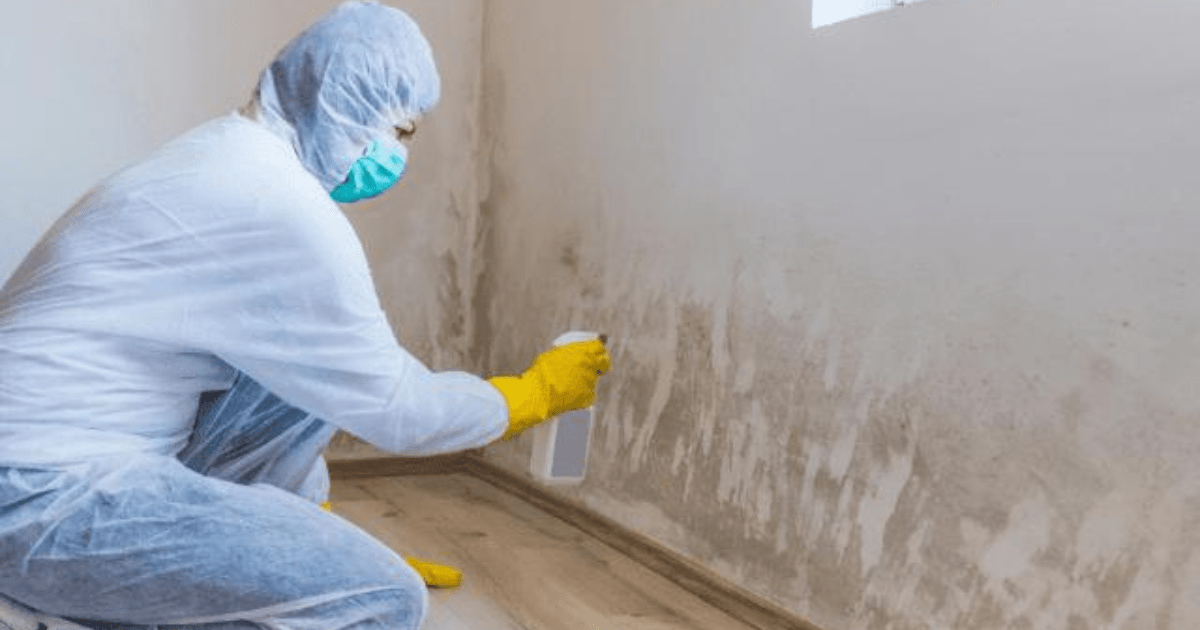 home-mold-expert-removal