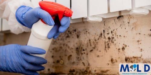 Black Mold Removal & Remediation