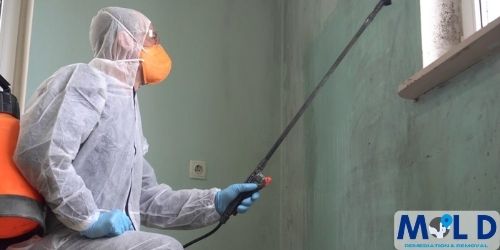 Commercial Mold Remediation